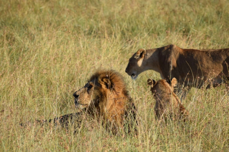 Honest Review of A 3 Day Masai Mara Safari From Nairobi (2026)
