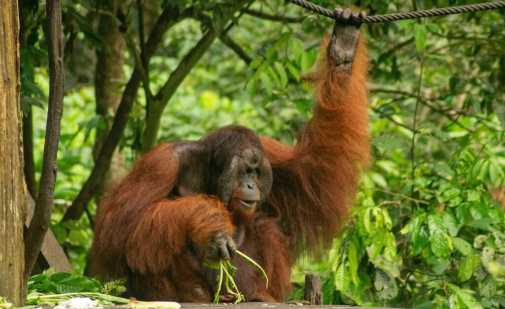 Backpacking in Borneo