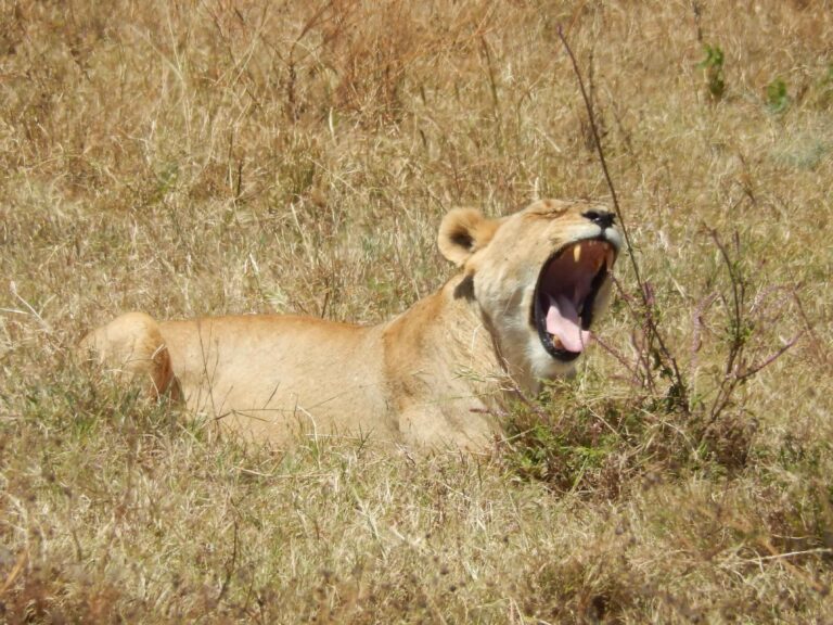 Is a 3 Day Tanzania Safari Worth It? (2026)
