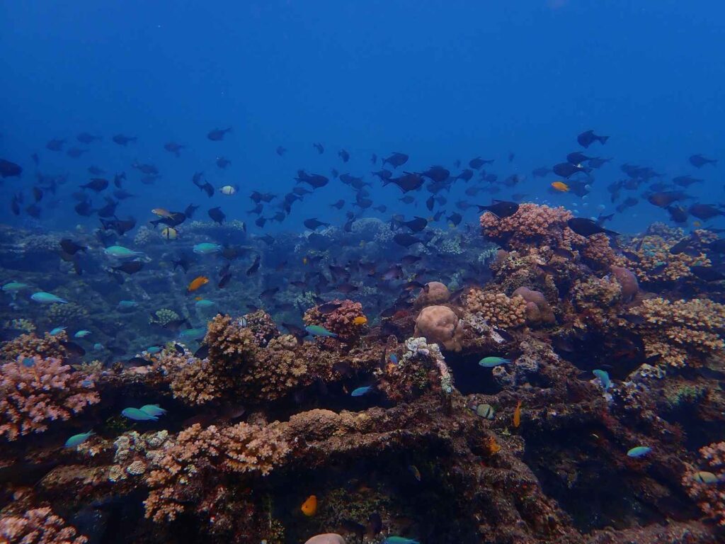 things to do in pemuteran bali